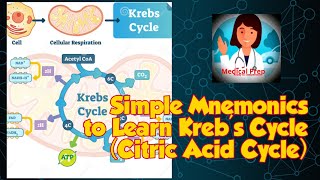 Simple Mnemonics to learn Krebs Cycle  Citric Acid Cycle  TCA Cycle  Biology  Class 11 [upl. by Neyu]