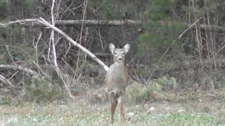 WARNING Graphic Another deer down with 308 rifle Short version [upl. by Marja]