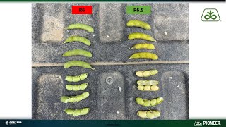 Timing Soybean Desiccation as a Harvest Aid [upl. by Aerol]