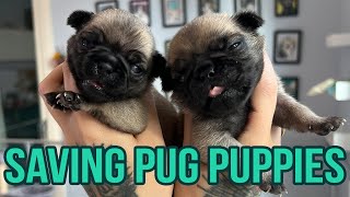 Rescuing Tiny Newborn Pug Puppies [upl. by Natka458]