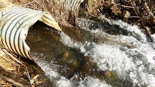 Unclogging Beaver Dam From Double Culvert Pipes [upl. by Sinclair]