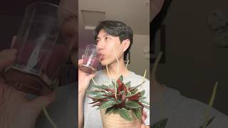 USEFUL TIP FOR PEPEROMIA ROSSO  HOUSEPLANTS CARE flowers indoorplants houseplantcollection [upl. by Fee824]