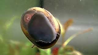 Horned Nerite Snail Clithion Corona Gehoornde Neritina slakRennschnecken [upl. by Eiznek]