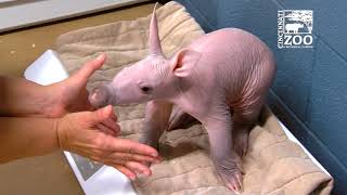 Weighing a Baby Aardvark is Not Easy  Cincinnati Zoo [upl. by Terb]