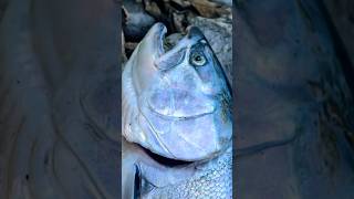 River Chrome Coho Salmon 🎣 pnw fishing [upl. by Neroc]