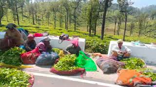 വാൽപാറ ഷോളയാർ ഡാം പറമ്പിക്കുളം ആതിരപ്പള്ളി മനോഹരമായ ഒരു യാത്ര [upl. by Pax]