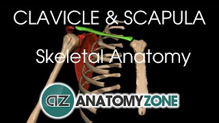 Clavicle and Scapula  Shoulder Girdle  Anatomy Tutorial [upl. by Mathilda254]