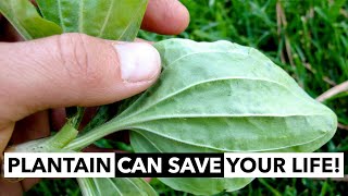 Wild Edibles with Sergei Boutenko Plantain–Plantago spp  This Plant Can Save Your Life [upl. by Alic214]