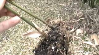 Propagating Bamboo from Rhizomes [upl. by Nahtahoj874]