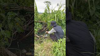 DILUAR NAILA Mancing di selokan kecil strike ikan langka jungle peerch😱 baramundi [upl. by Latonia]