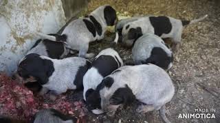 MESSY FUSSY BARKING GRUNTING 35 week Bluetick Coonhound puppies  Remington [upl. by Cynthie]