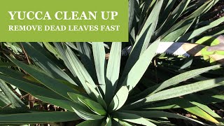 Yucca Pruning  How To Remove Dead Leaves from a Yucca Plant [upl. by Neroled]