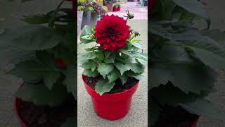 Indoor plant decoration ideas 💡 planterdecor plants gardening flowers shorts yt [upl. by Roley]