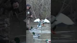 AvianX Powerflight Mallard in Action  Duck Hunting shorts [upl. by Atirihs755]