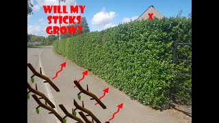 Planting Privet Hedge Plants 2019 from DirectGardeningcom [upl. by Ahsaya]