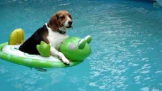 Dog on floatie [upl. by Arayt364]