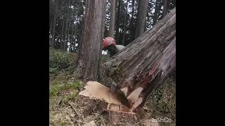 ヒノキ 追いズル切り Bore cut fellingatree wood 伐倒 chainsaw 500i [upl. by Danzig592]