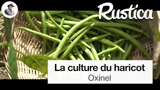 Oxinel une variété de haricots verts productive et résistante [upl. by Anicart]