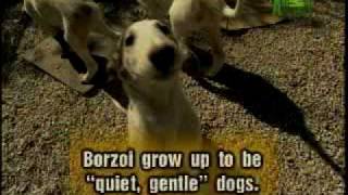 Breed All About It  Borzoi [upl. by Angadresma]