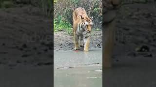 tigers in the water tigersinthewater tiger wildlife adventurewildlife youtubeshorts shorts [upl. by Algar]