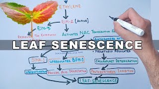 Mechanism of Leaf Senescence [upl. by Septima]