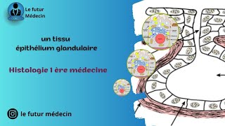 Épithélium de revêtement et glandulaire histologiquement  partie 2 [upl. by Rosio556]