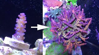 2 years of SPS and Acropora coral growth [upl. by Nace241]