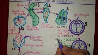 Life cycle of Monocystis  Bsc 1st year  Paper1st zoology  Ashna Siddiqui [upl. by Adidnere]