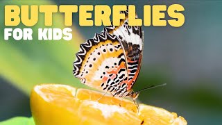 Butterflies for Kids  Learn about the diet habitat and behaviors of butterflies [upl. by Aleicarg214]