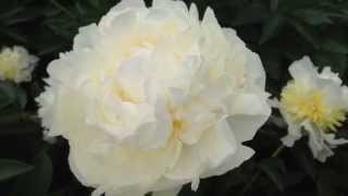 Peony Ivory Victory  wwwpeonyshopcom [upl. by Eniloj]