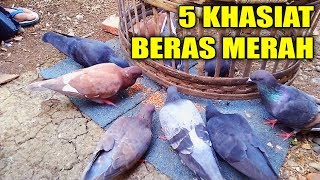 5 KHASIAT BERAS MERAH UNTUK BURUNG MERPATI [upl. by Artapoelc]