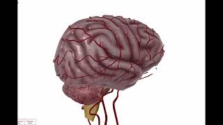 Anatomía vascular en la agenesia parcial del cuerpo calloso Explicado paso a paso [upl. by Atikehs]