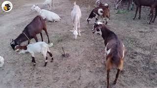 Baby Goat Videos  Goats Playing and Jumping  Cute Animals YouTube  exotic animal videos [upl. by Rollet]