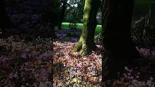 The cyclamens I ciclamini fiori flower flowers ciclamini cyclamens [upl. by Ruskin]