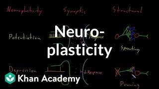 Neuroplasticity  Nervous system physiology  NCLEXRN  Khan Academy [upl. by Mauralia322]