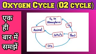 Oxygen Cycle In Hindi  Oxygen Cycle Class 9 [upl. by Eronel]