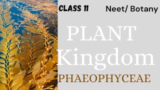 NEETPLANT KINGDOM  CLASS 11 PHAEOPHYCEAE youtubeshorts youtube neet nta physicswallah [upl. by Dulciana]