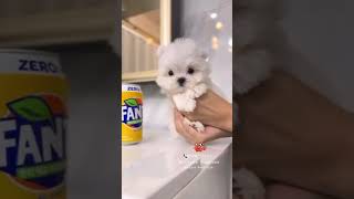 maltese puppy puppies poodle toy breed bichon maltipoo teacup [upl. by Rollie756]