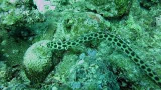 Mauritius  Spotted Sea Snake [upl. by Ardiekal]