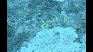 Baobab Dive Site  Diani Beach [upl. by Nitsrik]