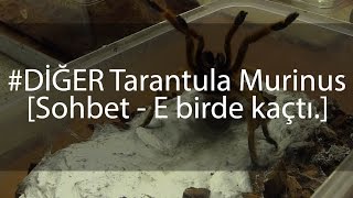 Diğer  Tehlikeli Tarantula  sohbet  Gene kaçak var [upl. by Enyawud]