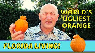 What is a Sumo Orange Florida Living [upl. by Nylzor]