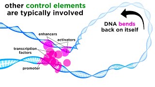 Regulation of Gene Expression Operons Epigenetics and Transcription Factors [upl. by Aicnorev]