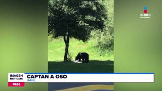 Avistamiento de oso en la UANL  Noticias MTY con Brenda Cavazos [upl. by Bartlet]