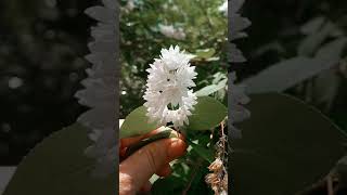 White Deutzia PlantFamily Of Hydrangea [upl. by Aiyn]