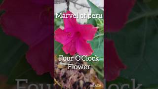 Mirabilis jalapa marvel of peru Four oclock flowerSrividyaPuppala [upl. by Waylin]