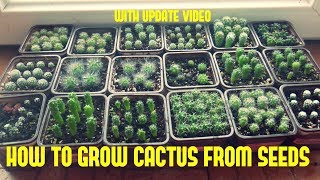 How to Grow Cactus From Seed With update video [upl. by Nalym]