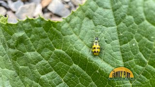 QampA – Is there a nonpesticide way to get rid of cucumber beetles [upl. by Zel395]