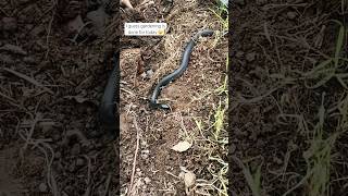 Redbellied black snake inspecting my gardening this afternoon snake gardening northernrivers [upl. by Adranoel]