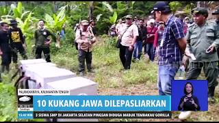 10 Kukang Jawa Dilepasliarkan  REDAKSI SORE 291119 [upl. by Yauqram449]